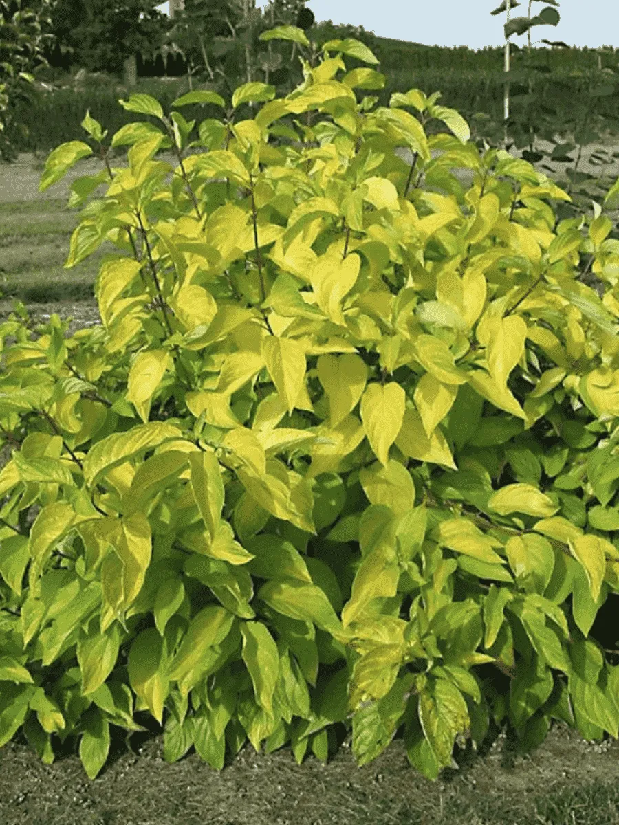 Дерен белый Neon Burst