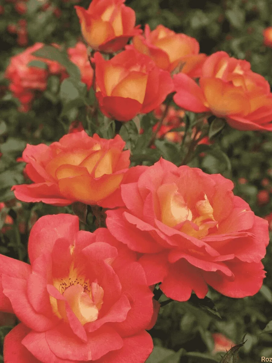 Роза Флорибунда Shanty