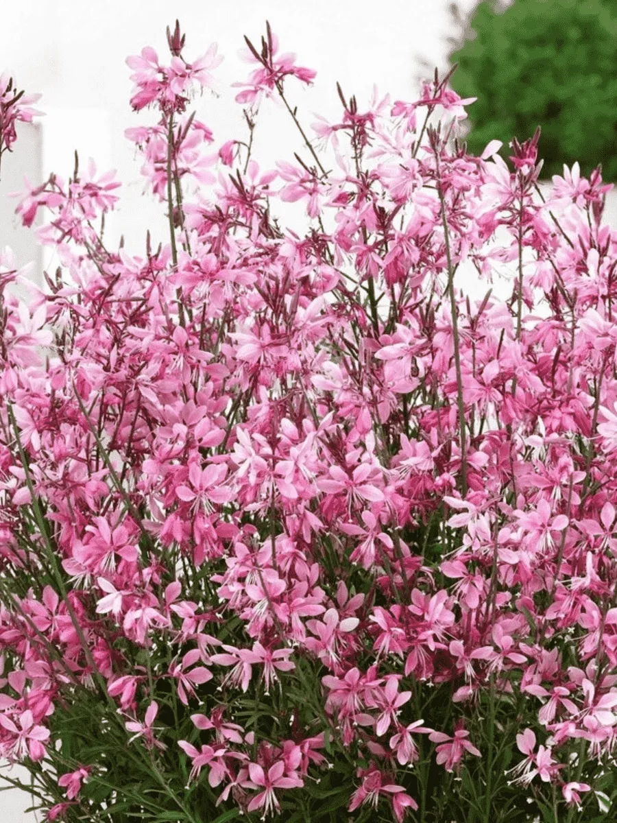 Гаура Линдхеймера