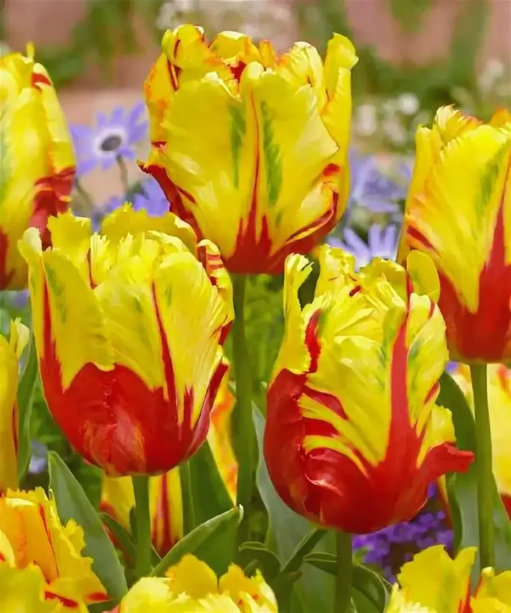 Тюльпан Texas Flame