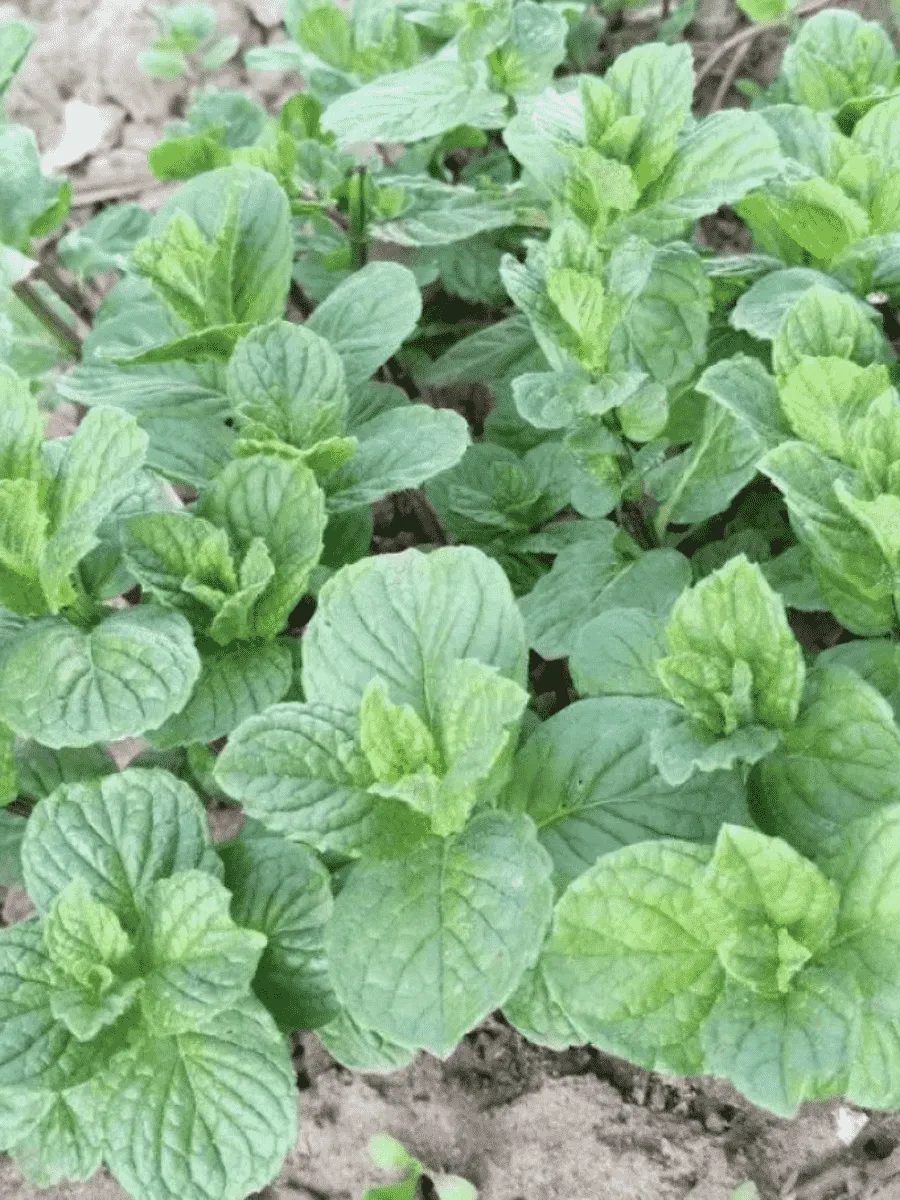 Мята Душистая Яблочная