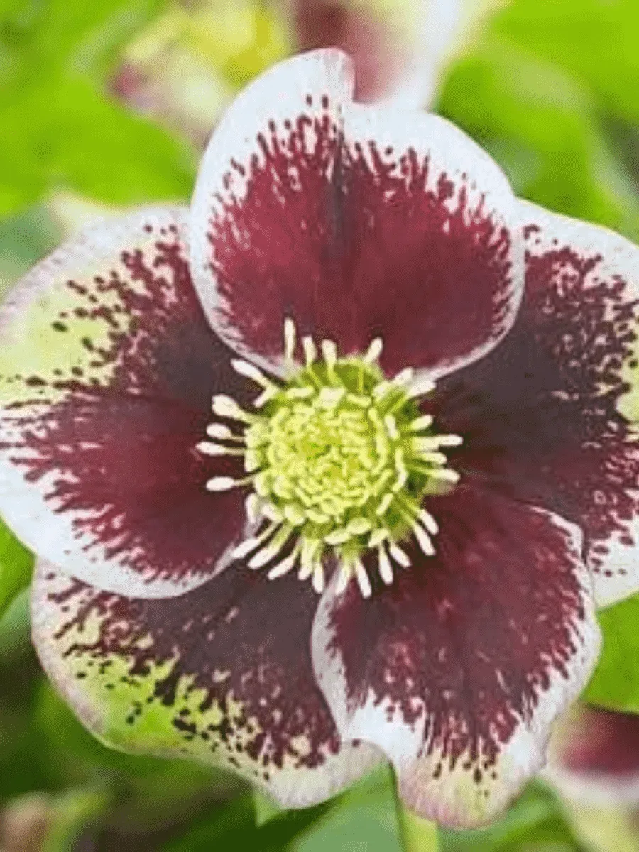 Морозник восточный Pretty Ellen Spotted