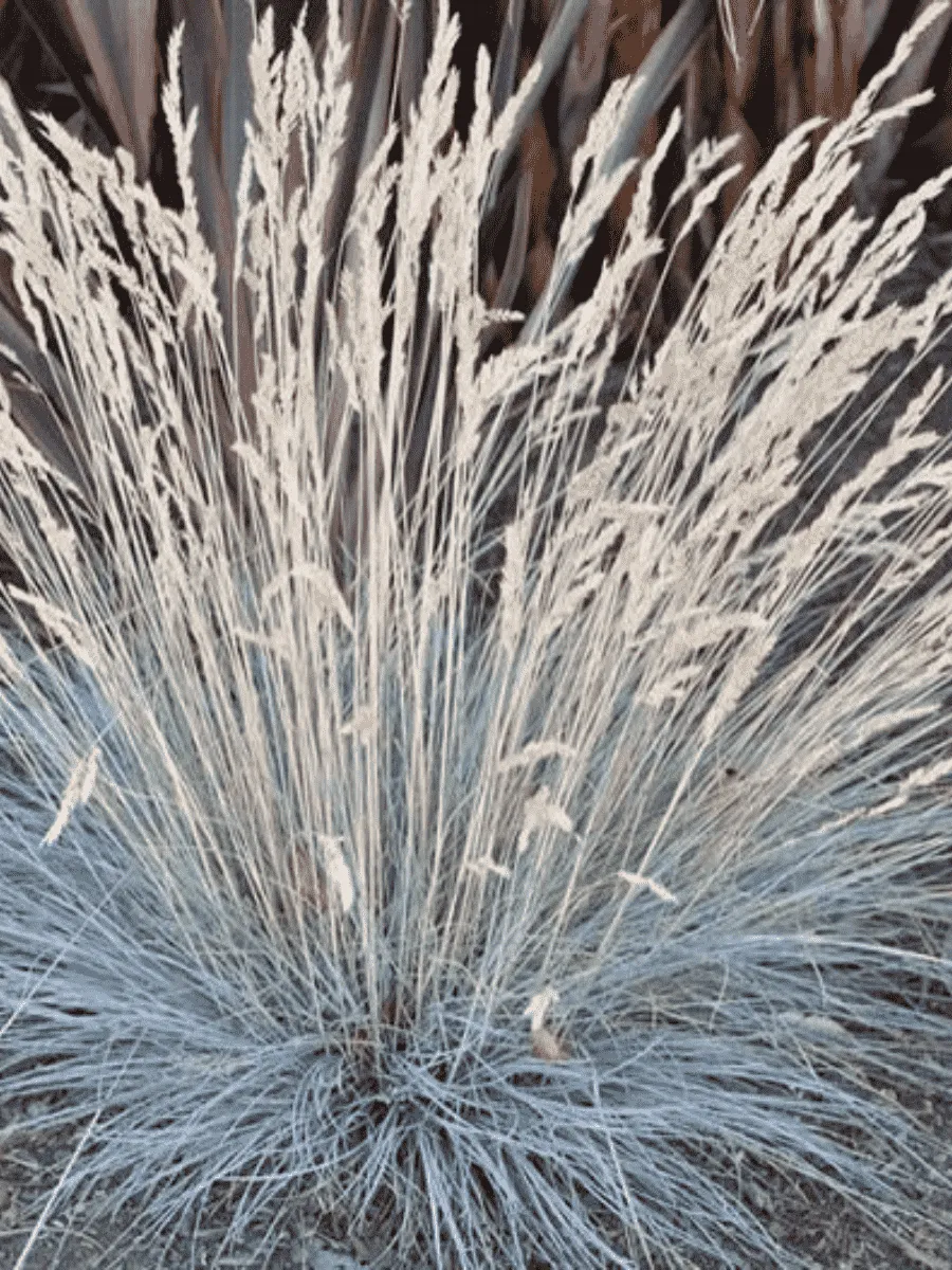 Овсяница сизая Sunrise