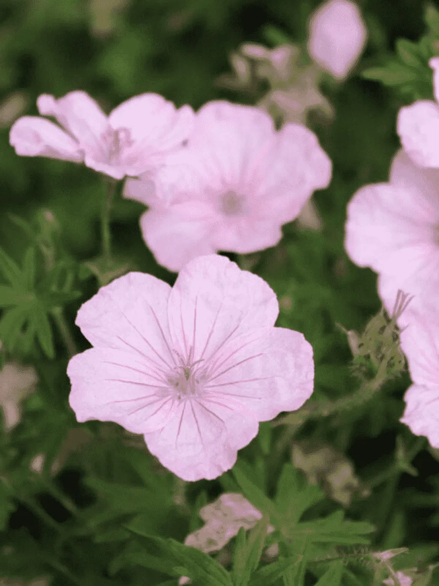 Герань кроваво-красная Vision Pink