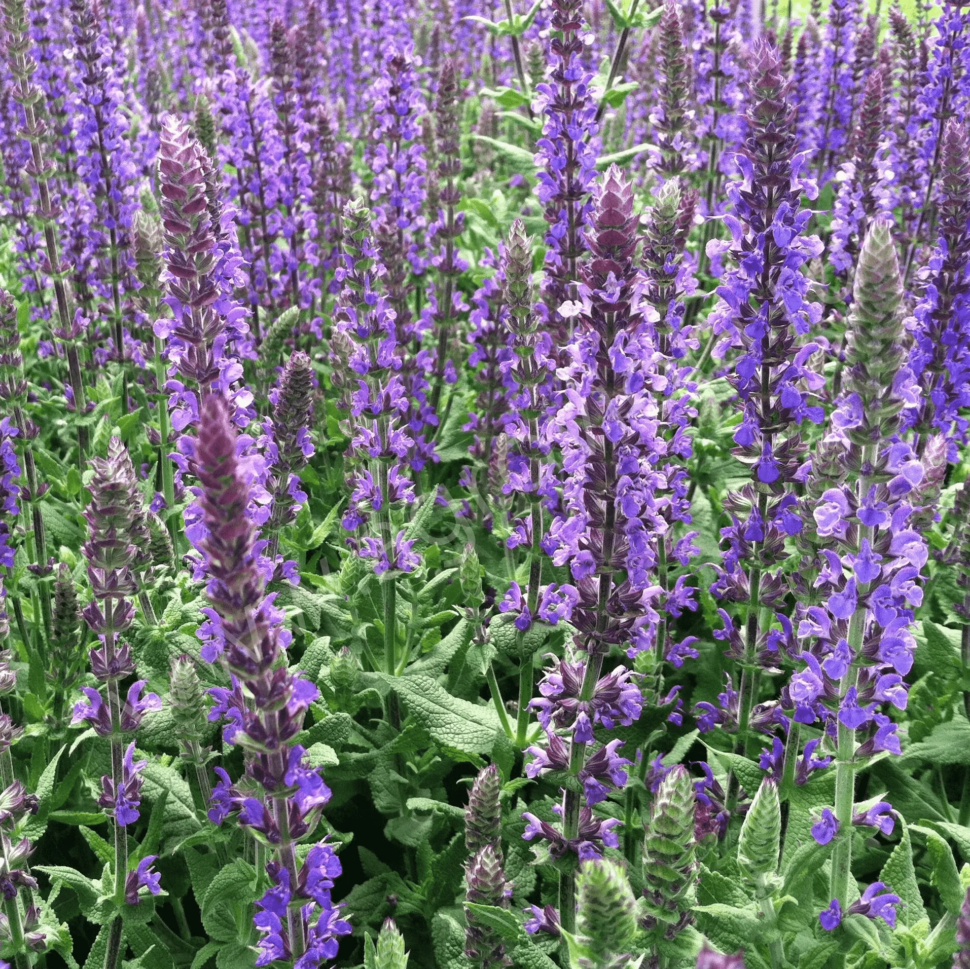 Шалфей дубравный Dwarf Blue Queen