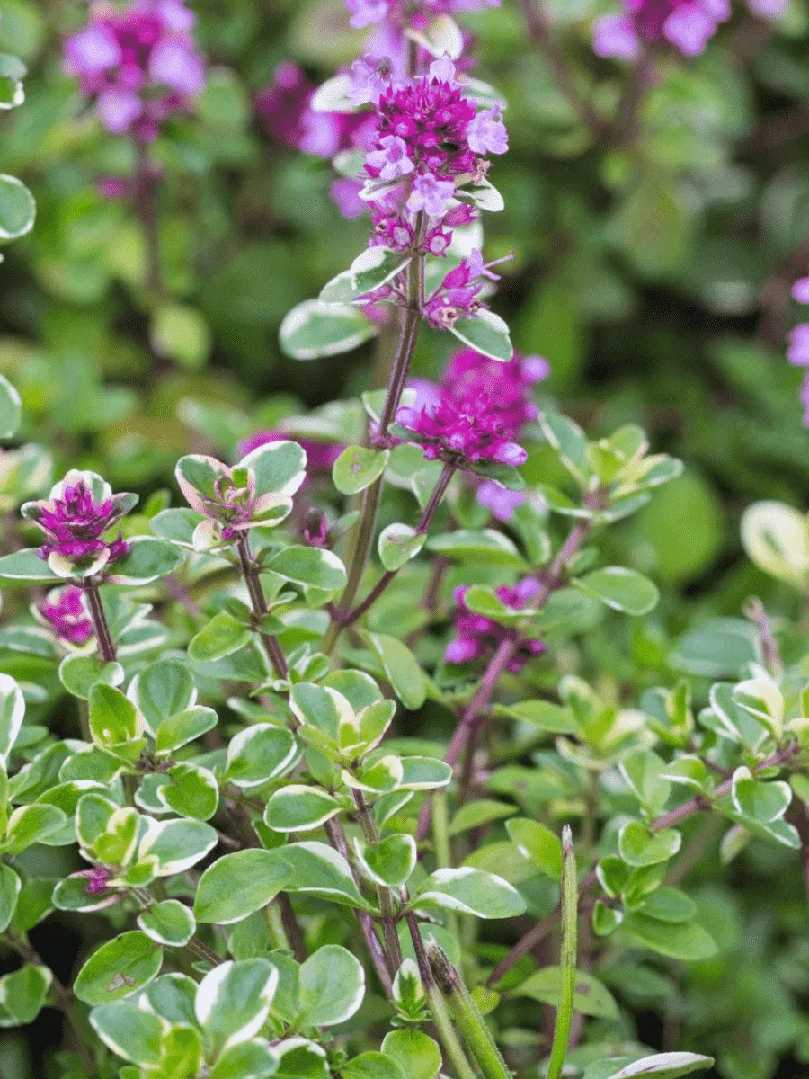 Тимьян блошиный