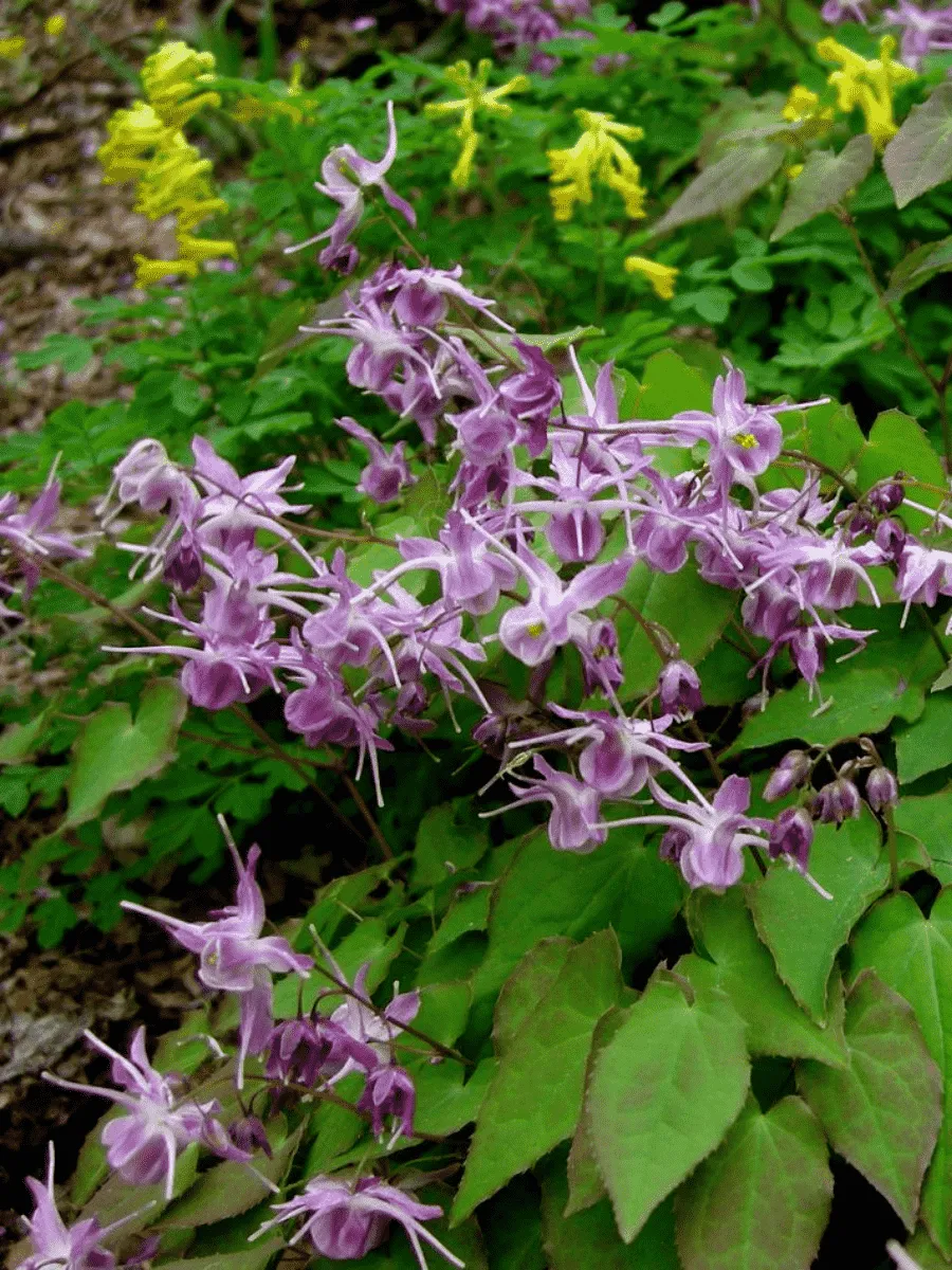 Горянка крупноцветковая Lilafee