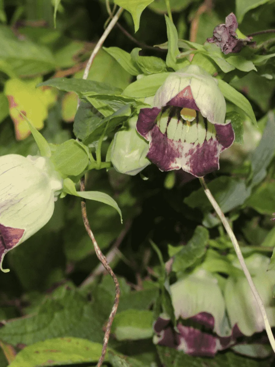 Кодонопсис