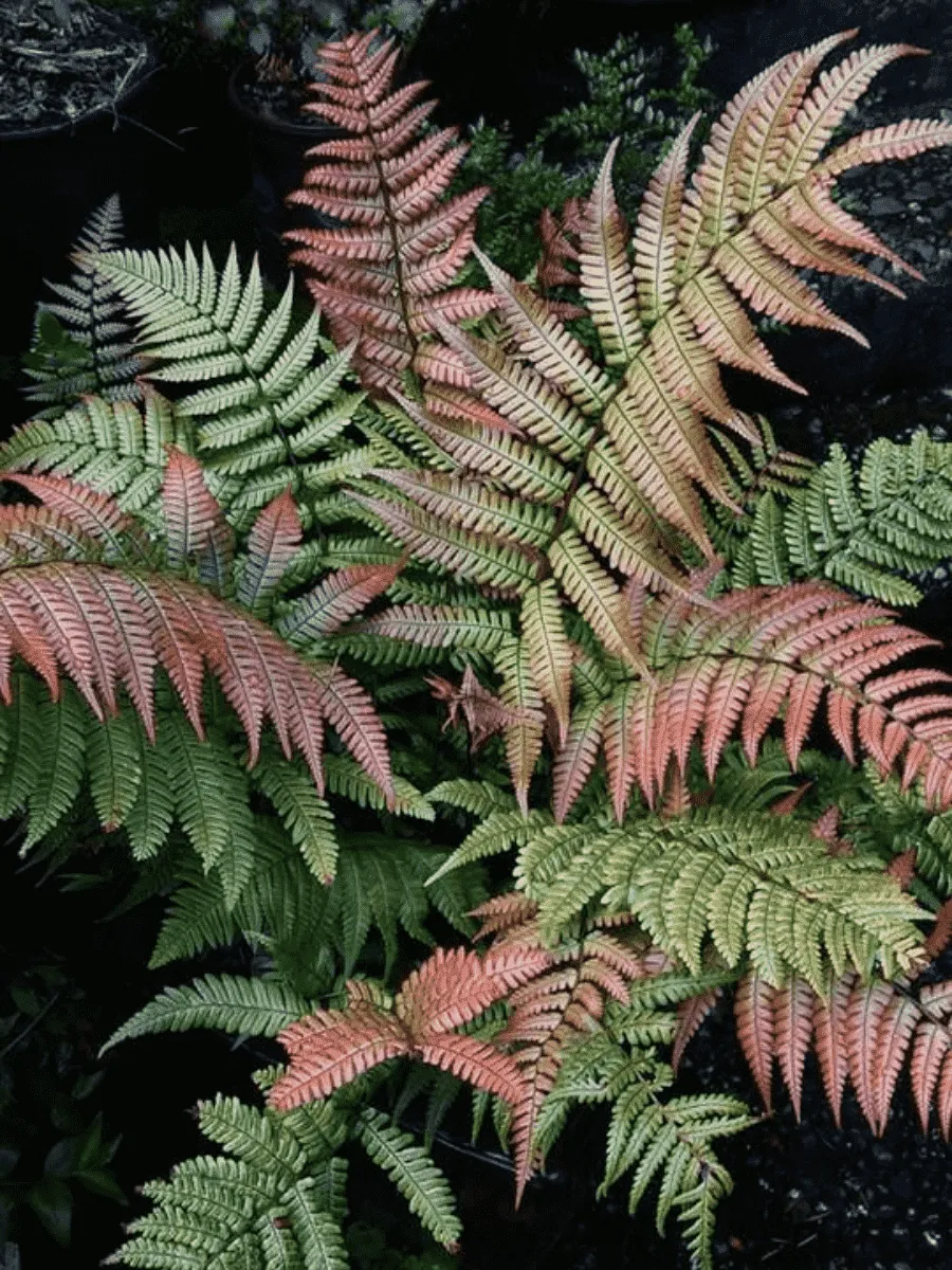 Щитовник лепидопода