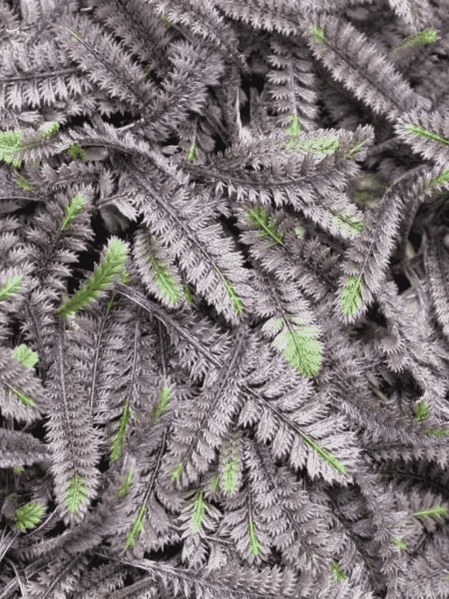 Лептинелла