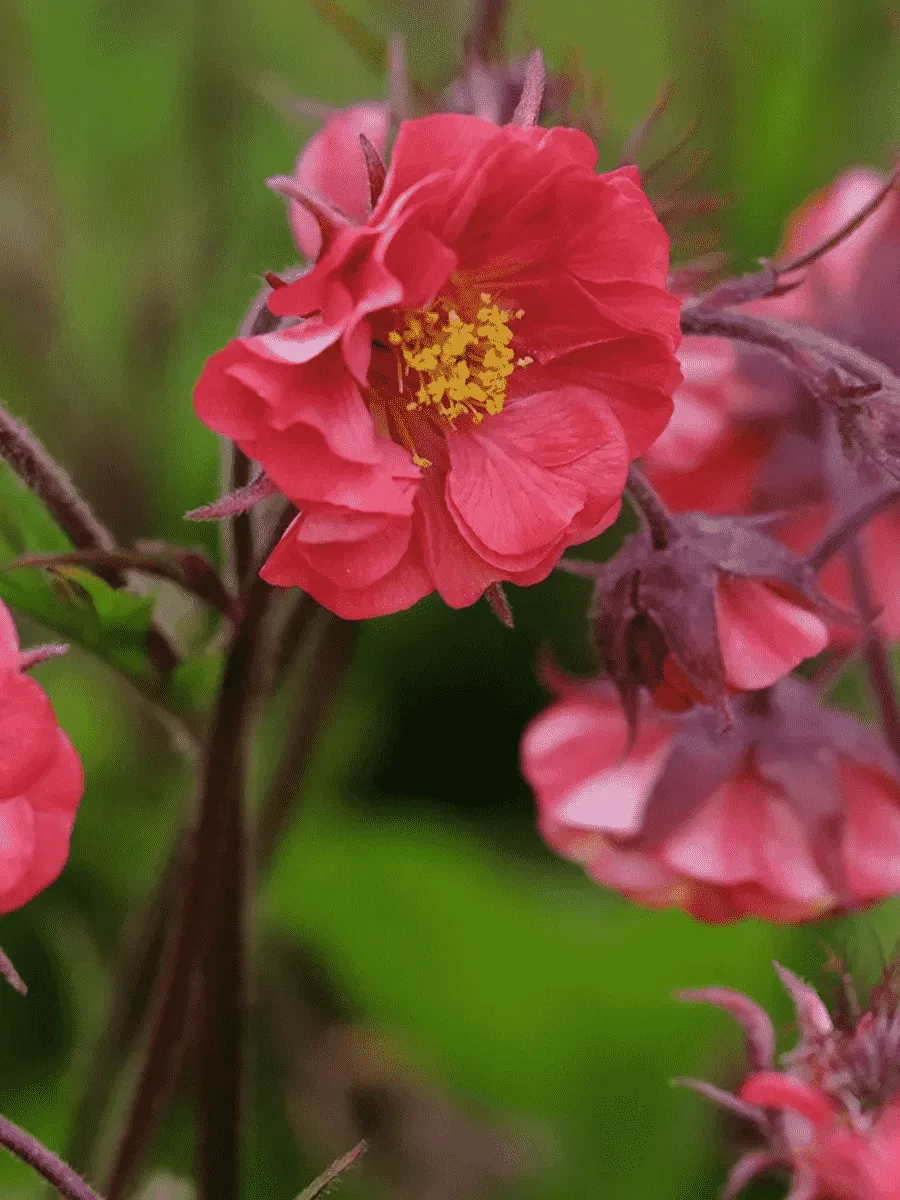 Гравилат чилийский Flames of Passion