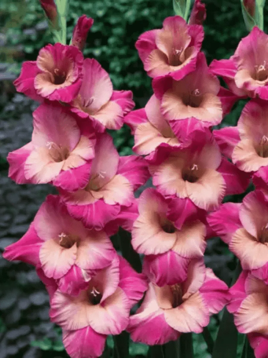 Гладиолус Ted's Favourite