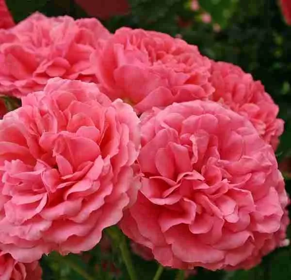 Роза плетистая Rosarium Uetersen