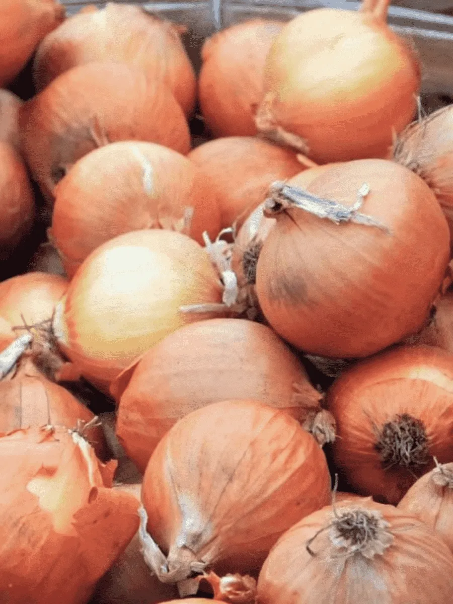 Лук-севок Турбо