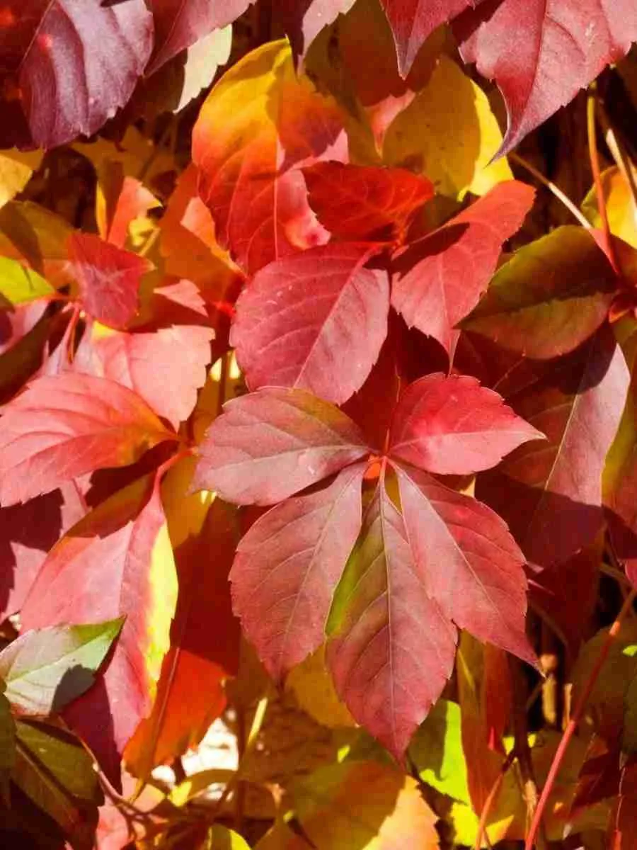 Виноград девичий пятилисточковый RedWall