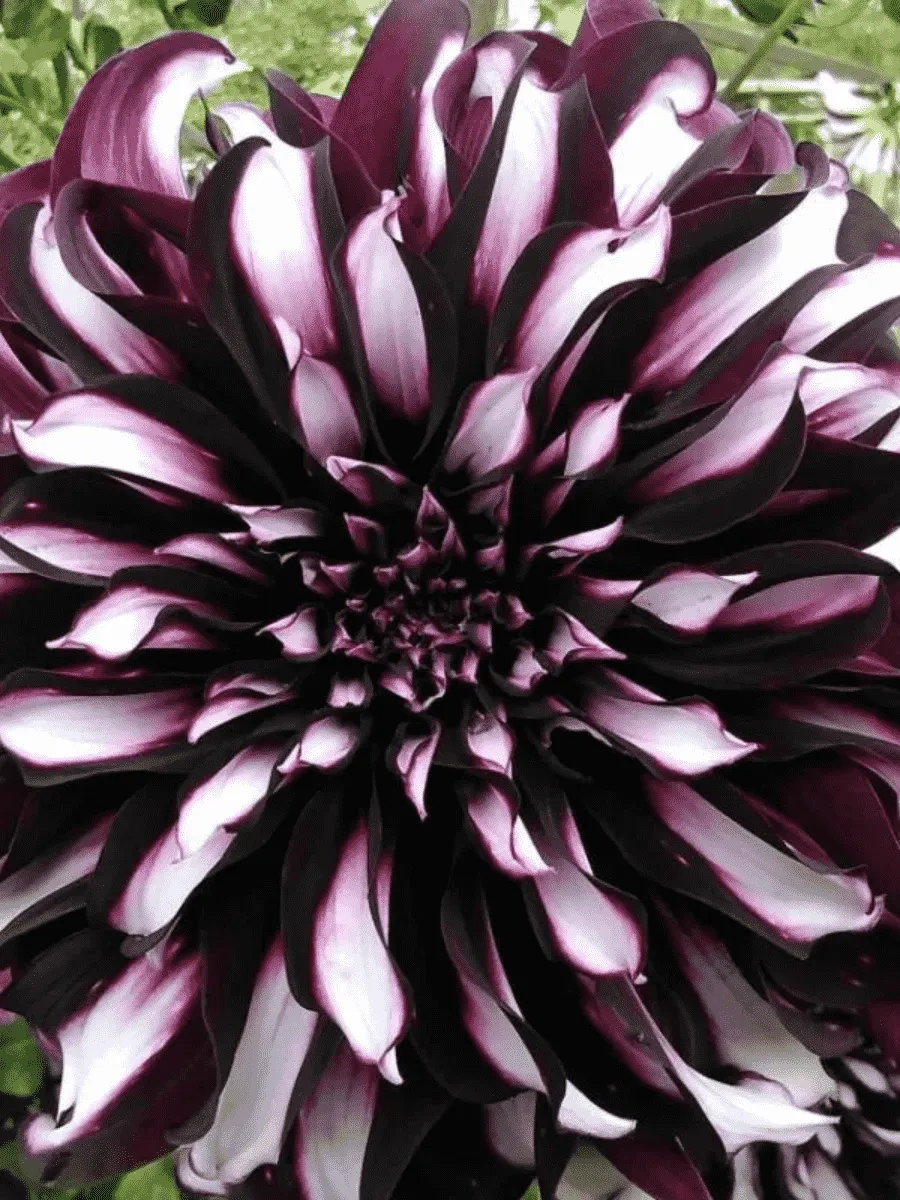 Георгина Tartan