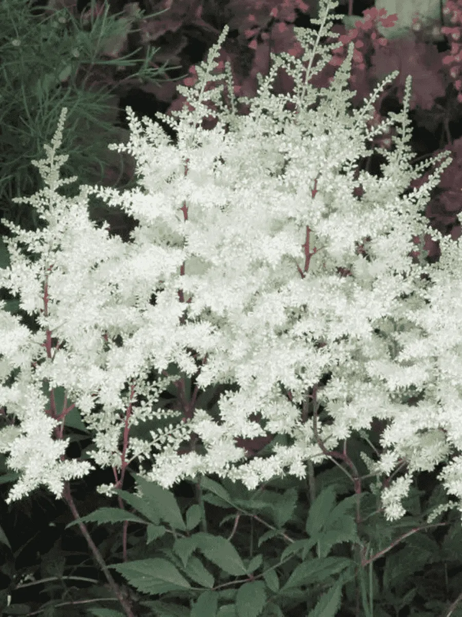 Астильба японская Ellie