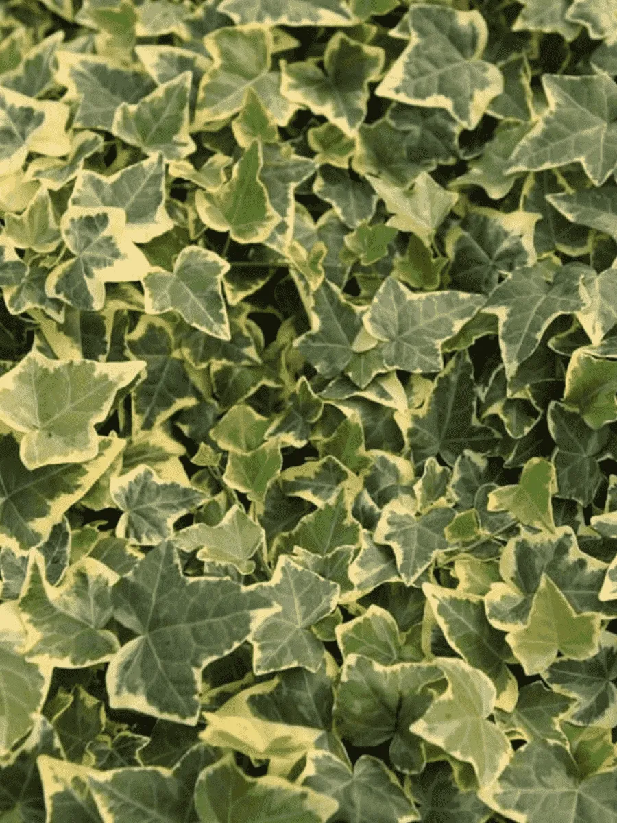 Плющ обыкновенный Goldchild