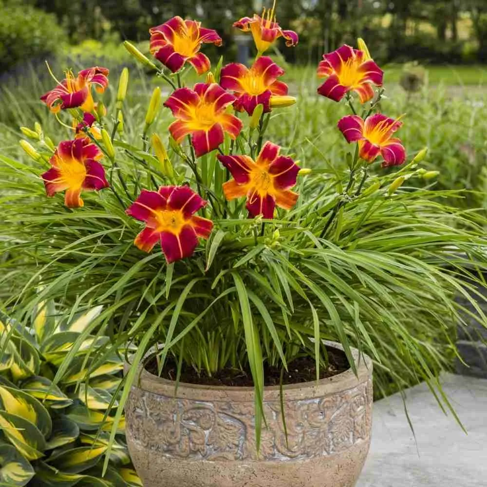 Лилейник EveryDaylily Red Rib