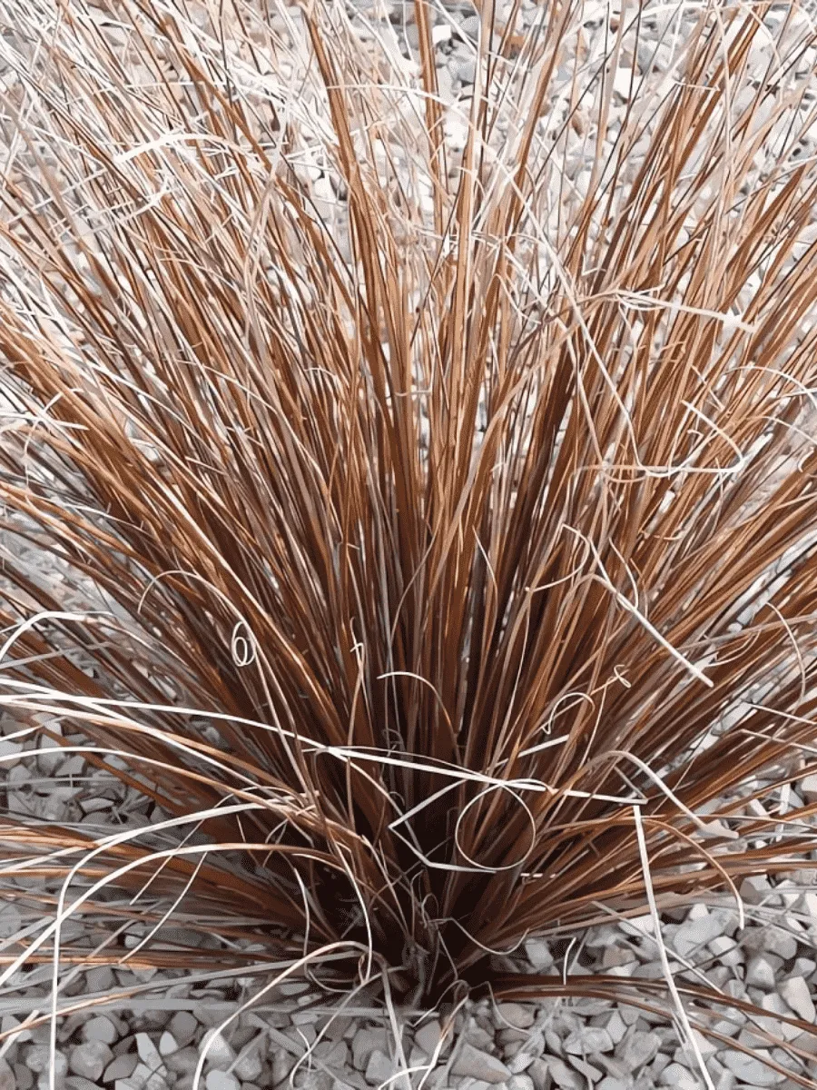 Осока власовидная Bronco