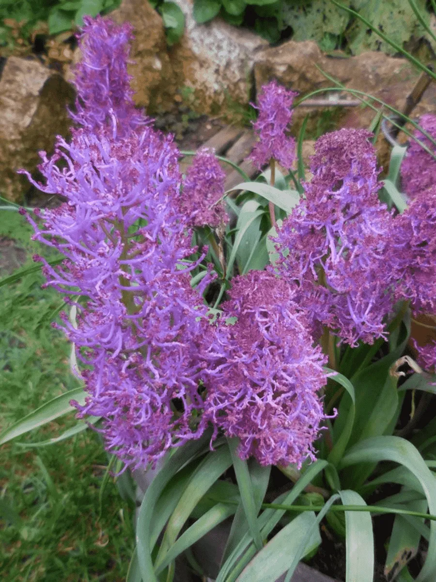 Мускари Plumosum