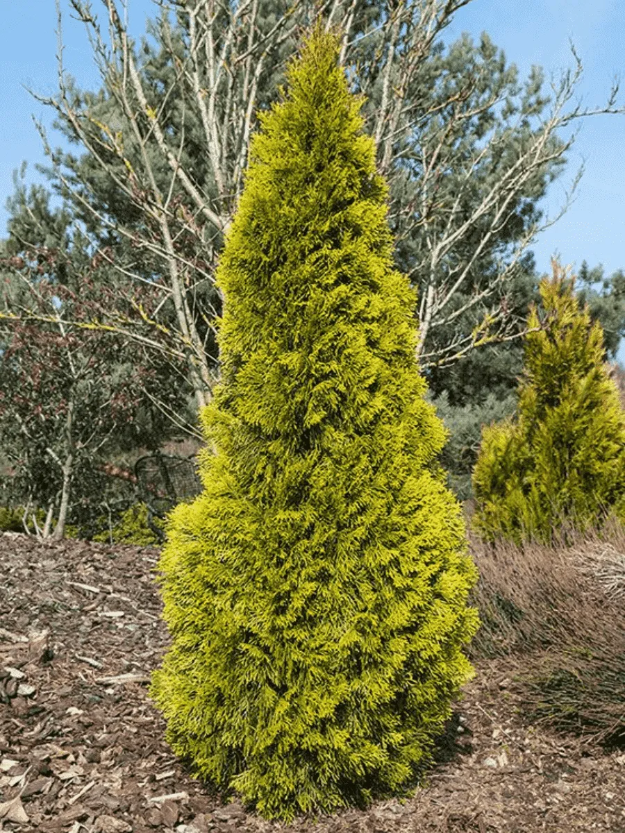 Туя западная Golden Smaragd