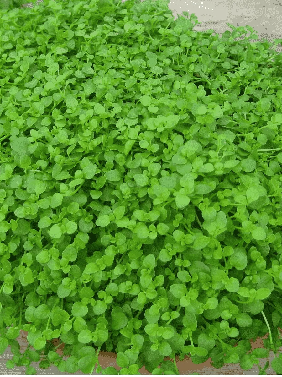 Мята корсиканская