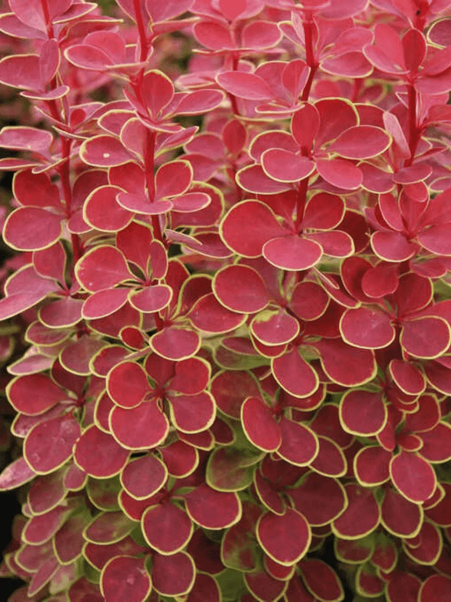 Барбарис Тунберга Orange Sunrise