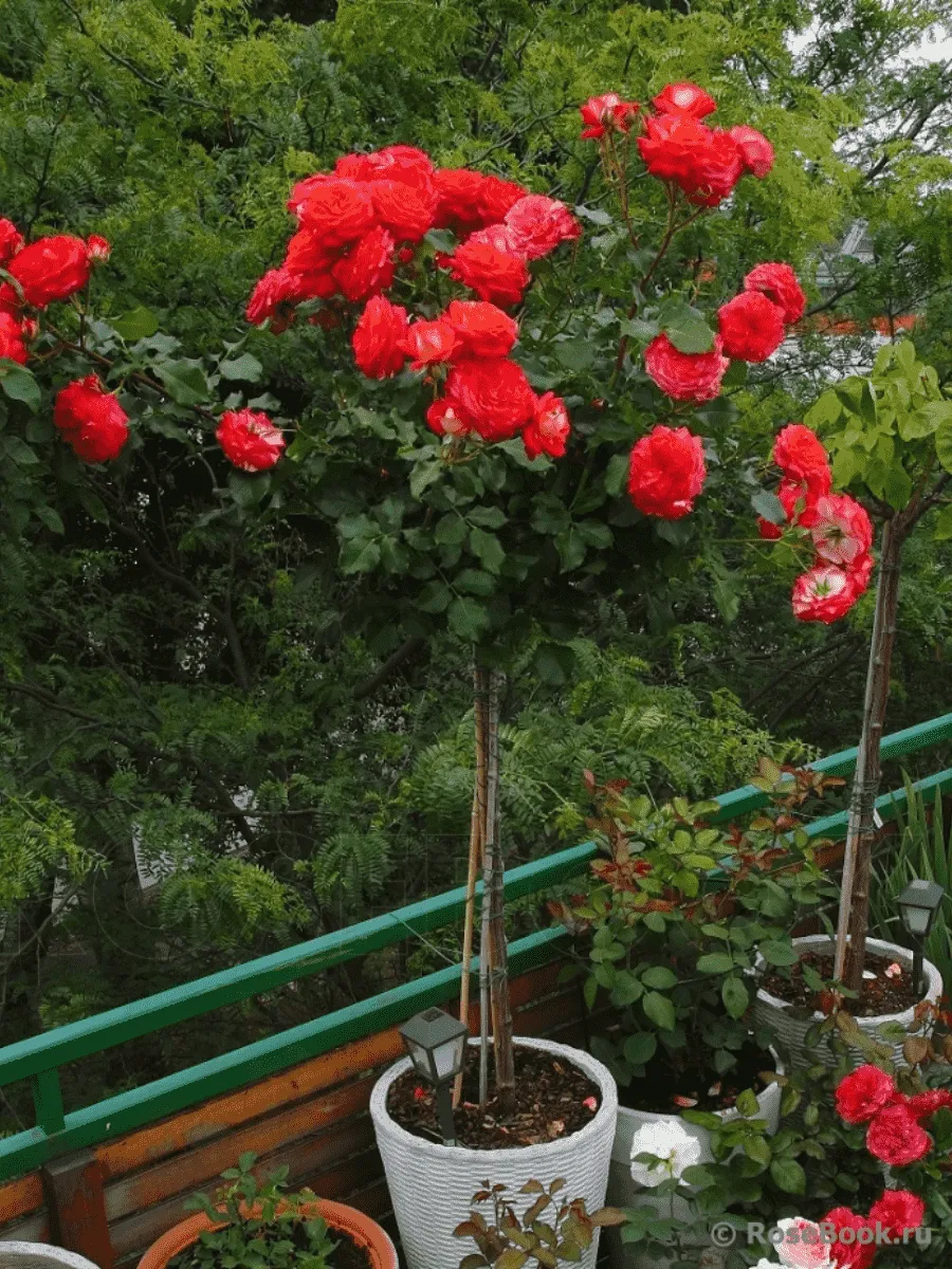 Роза штамбовая Midsummer