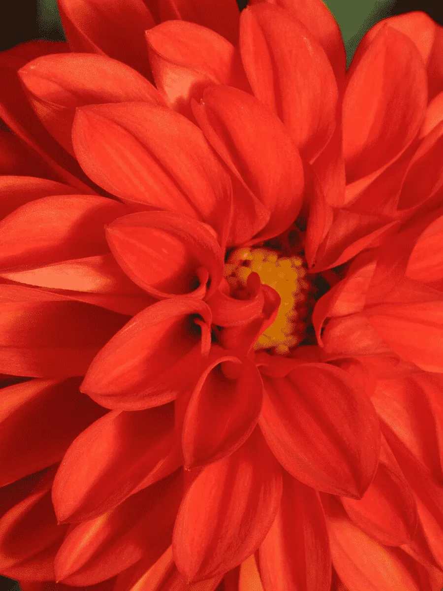 Георгин Dahlietta Select Rachel