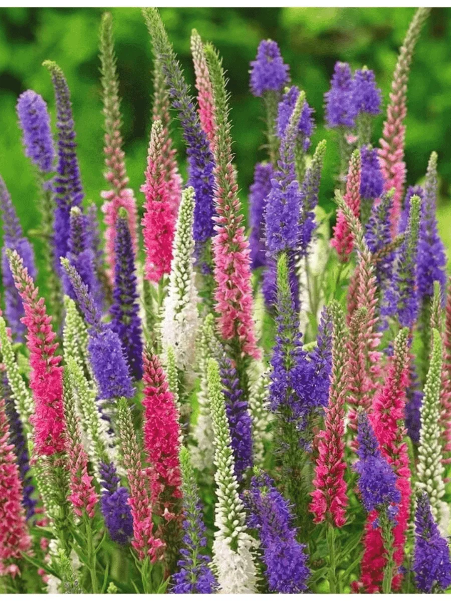 Вероника Микс