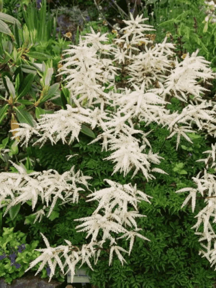 Волжанка двудомная Kneiffii