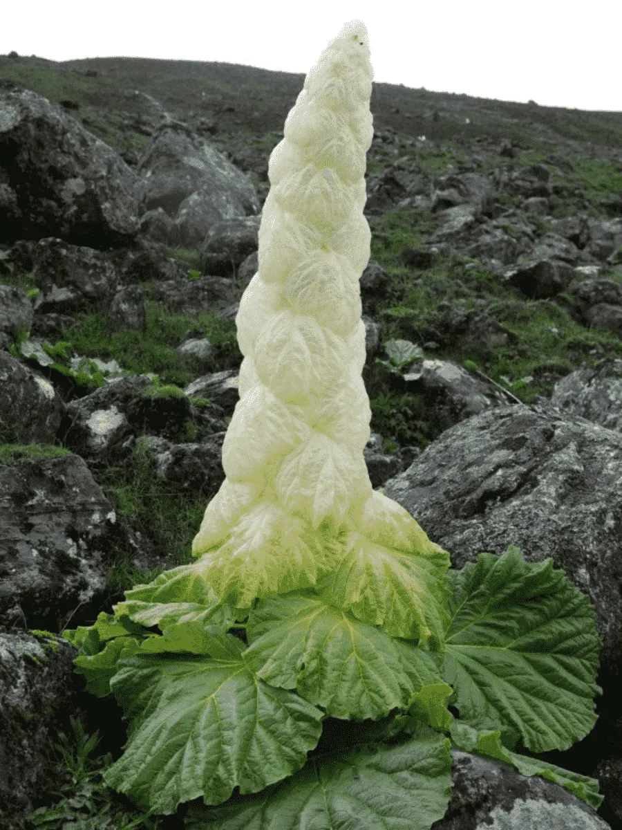 Ревень Александра