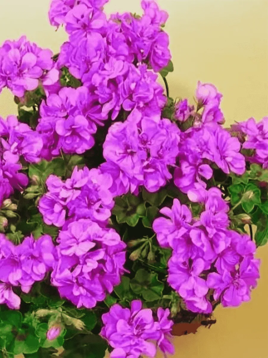 Пеларгония плющелистная Toscana Medio Amethyst (Marlen)