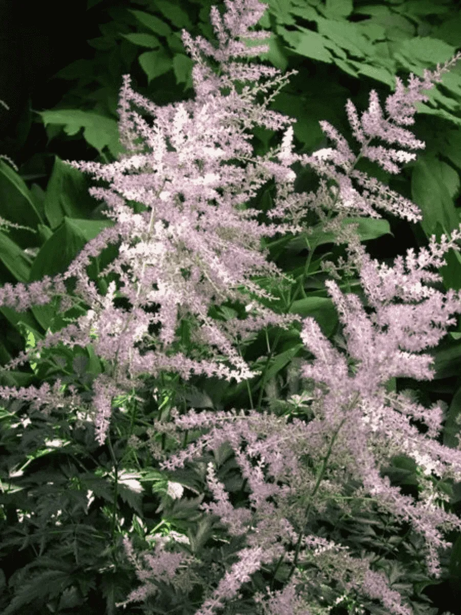 Астильба простолистная Hennie Graafland