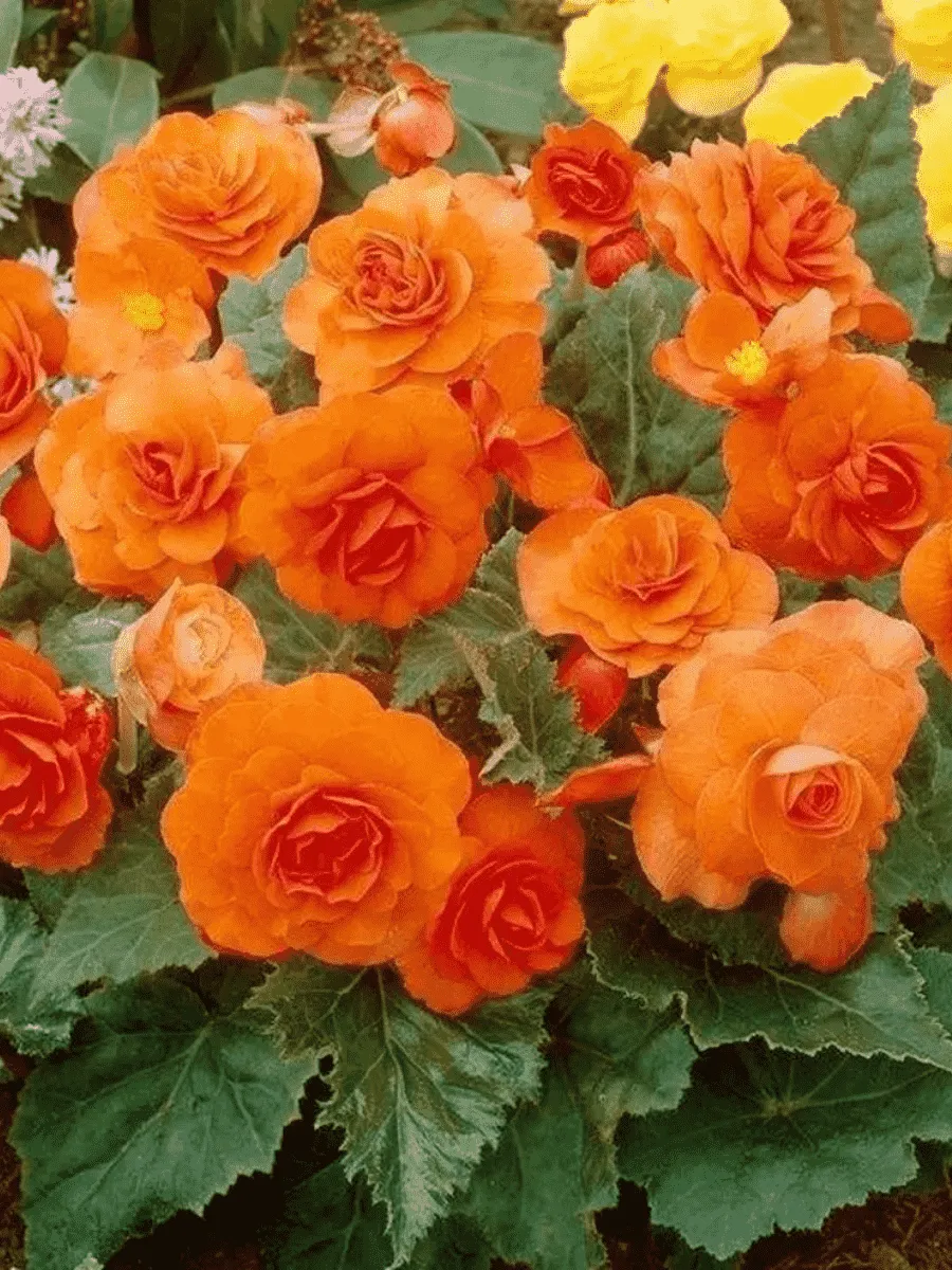 Бегония Double Orange
