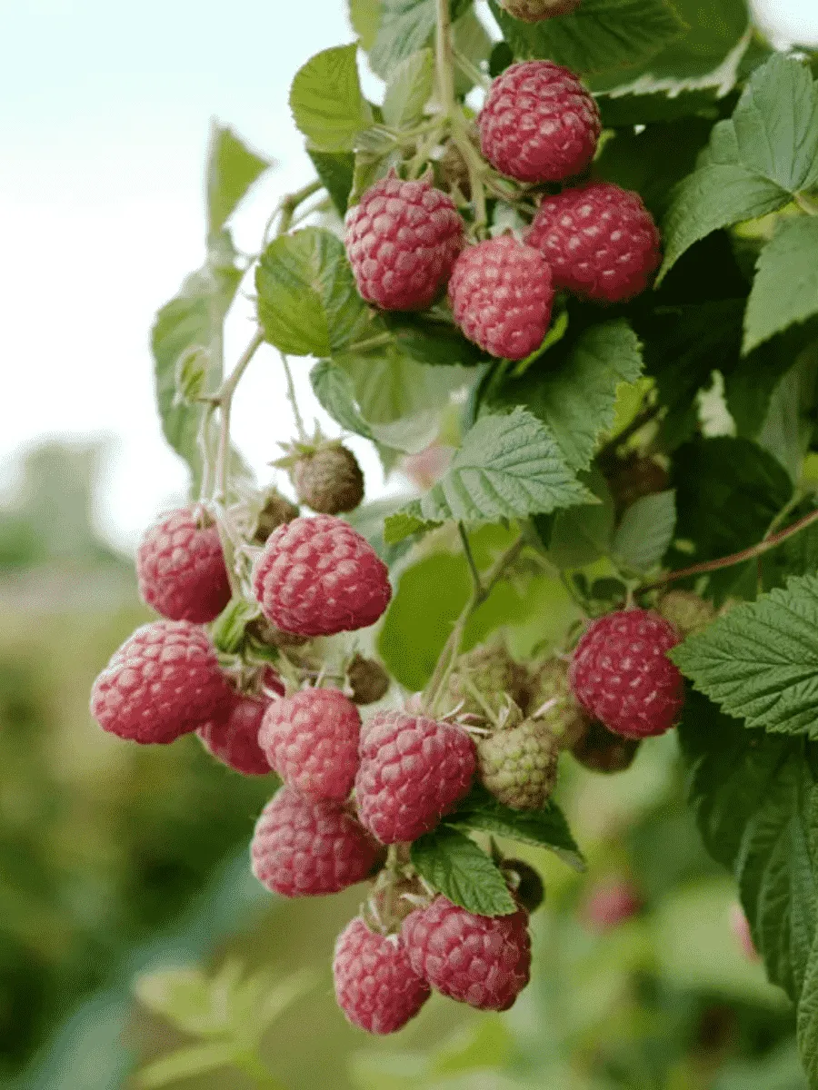 Малина обыкновенная Глен Файн