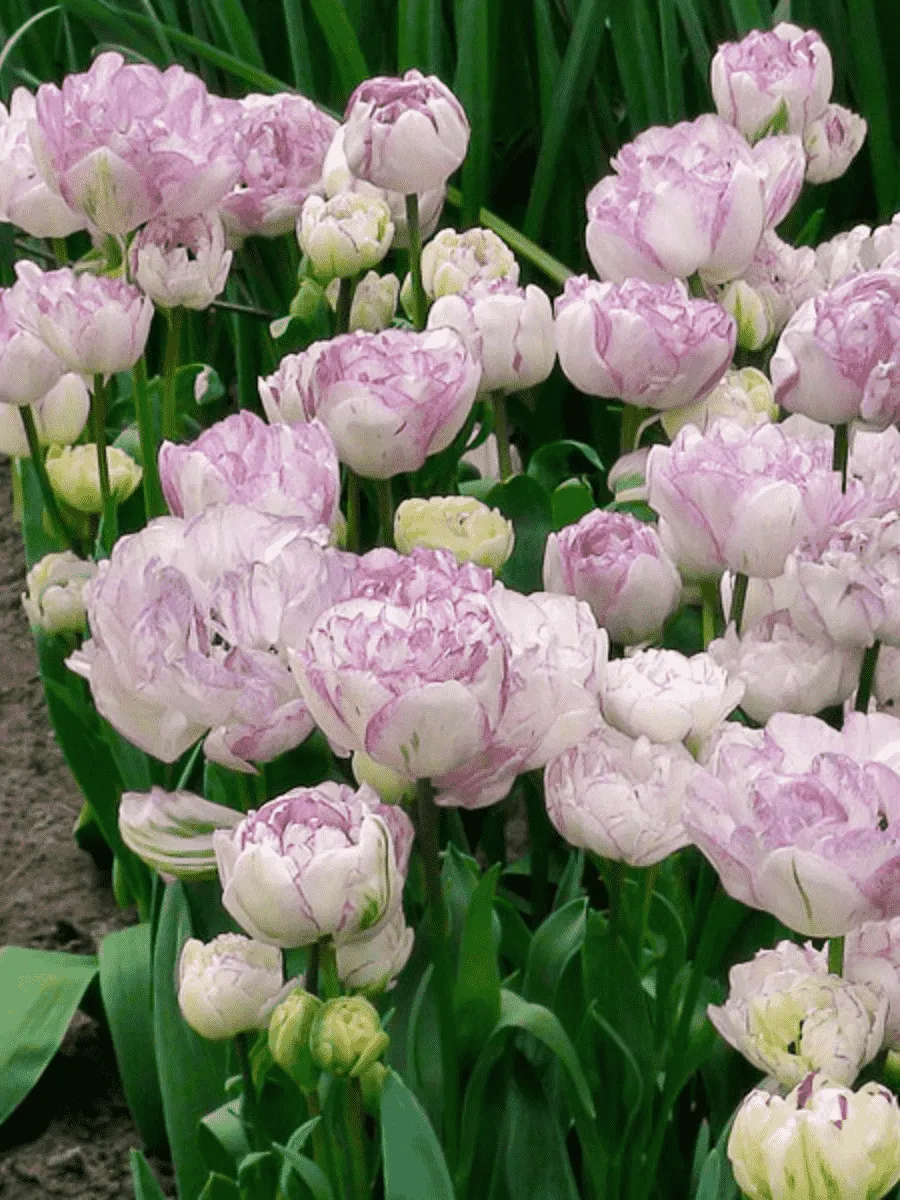 Тюльпан Махровый Normandie