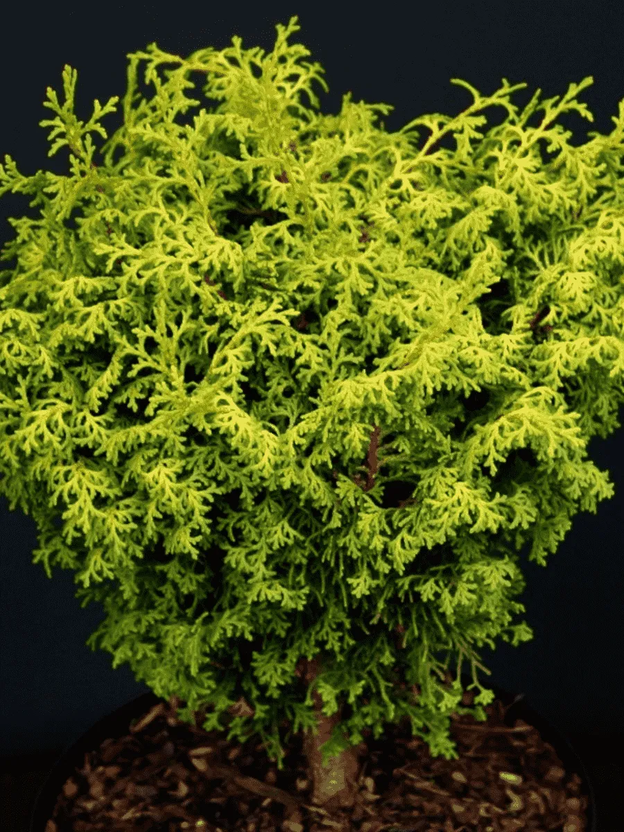 Кипарисовик тупой Melody