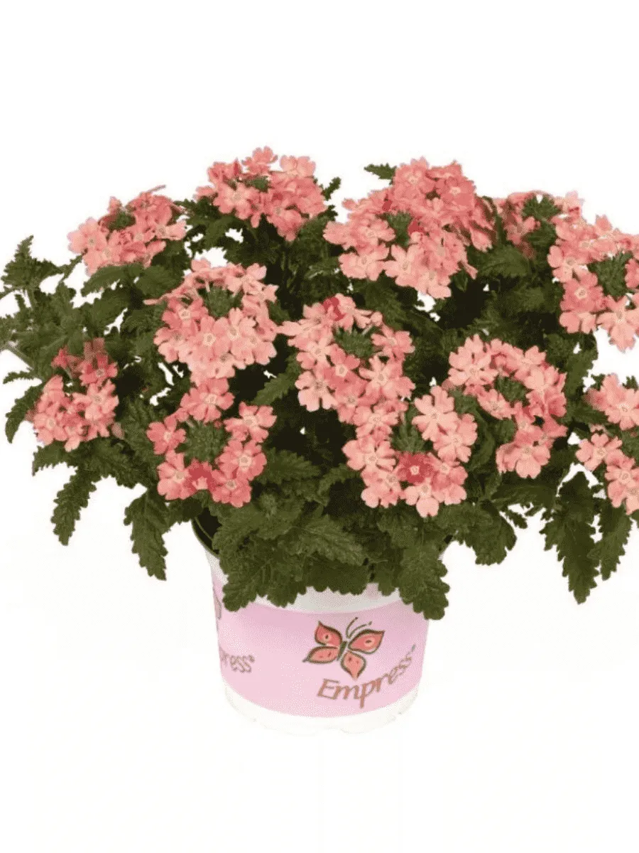 Вербена Empress Flair Peach