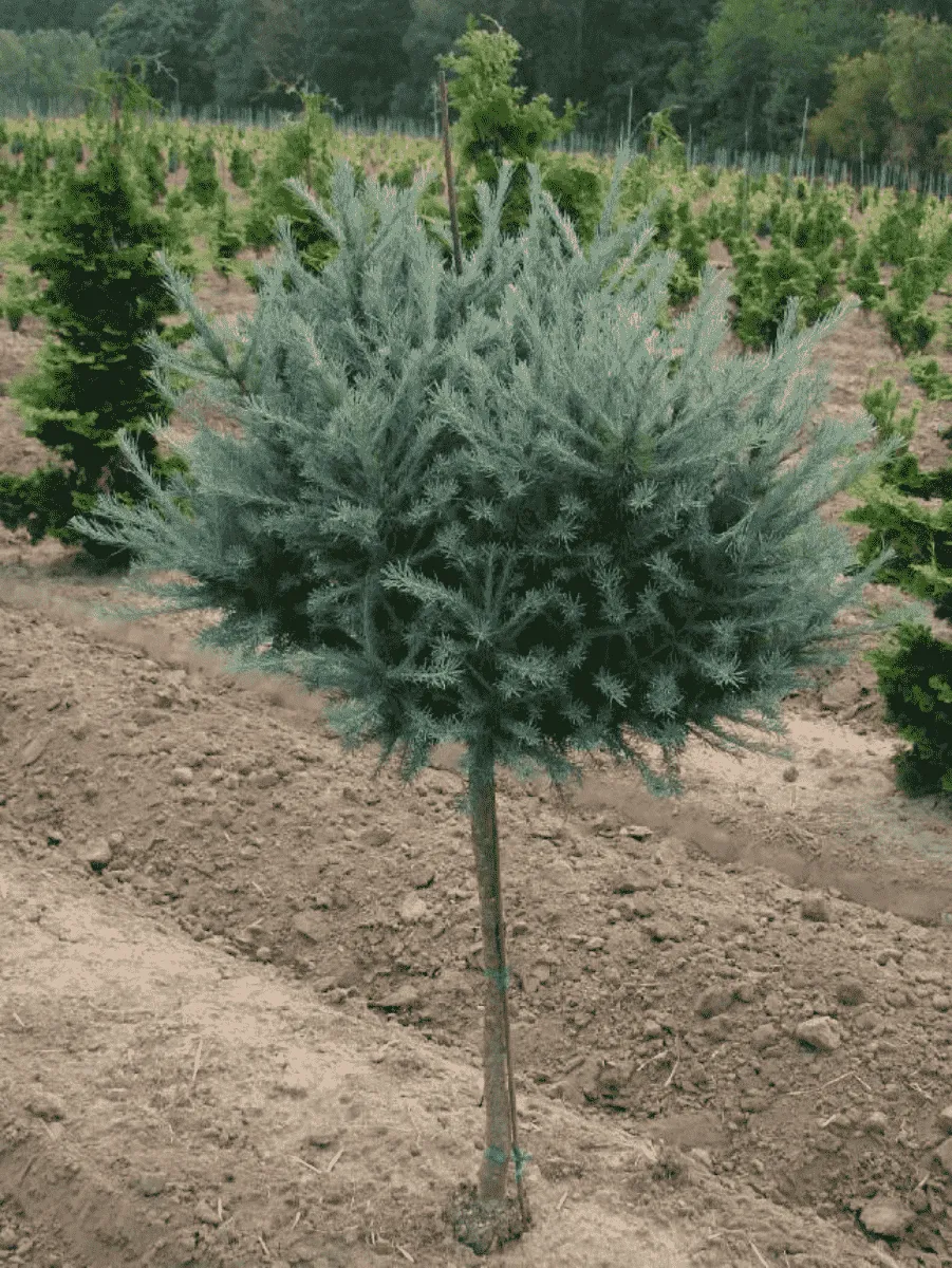 Лиственница Кемпфера Wolterdingen штамб 140 см