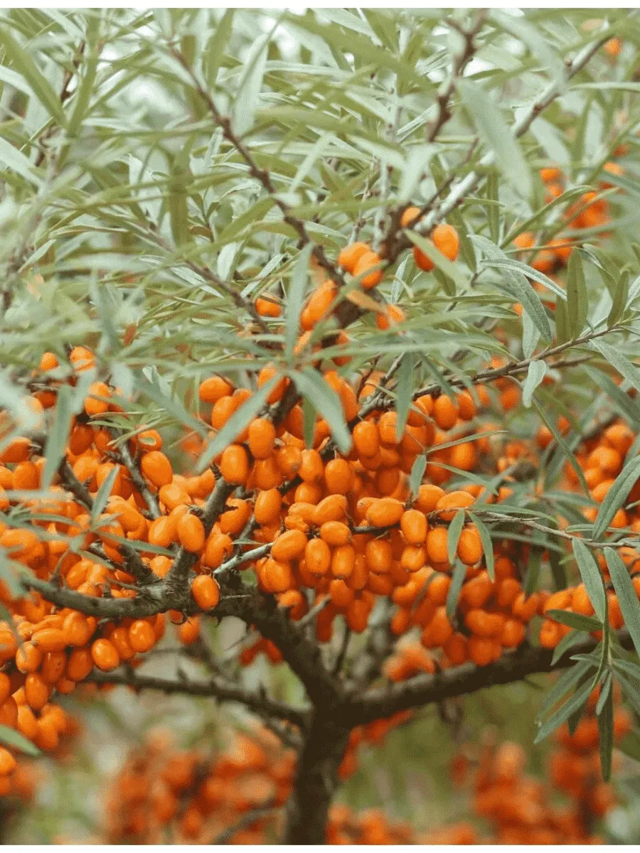 Облепиха Крушиновидная