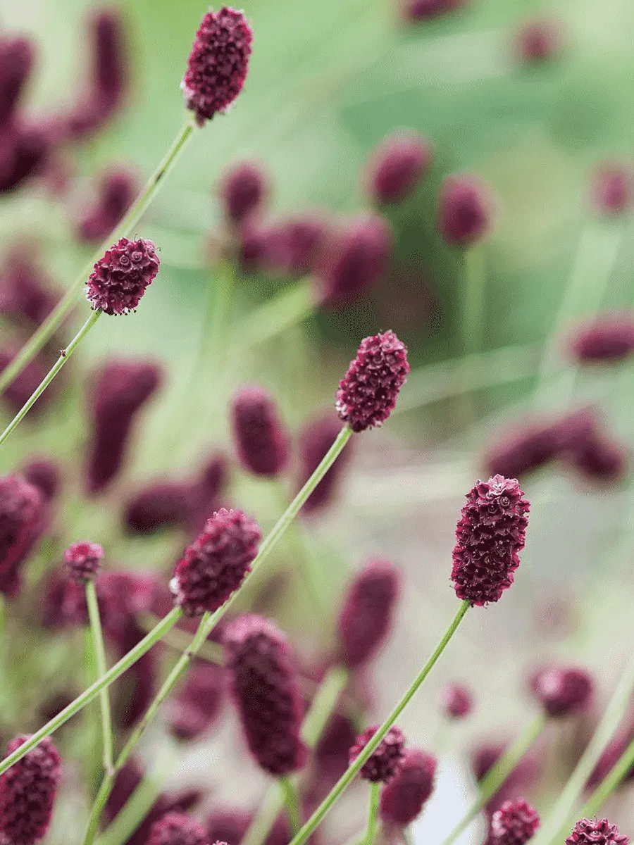 Кровохлебка Red Baron