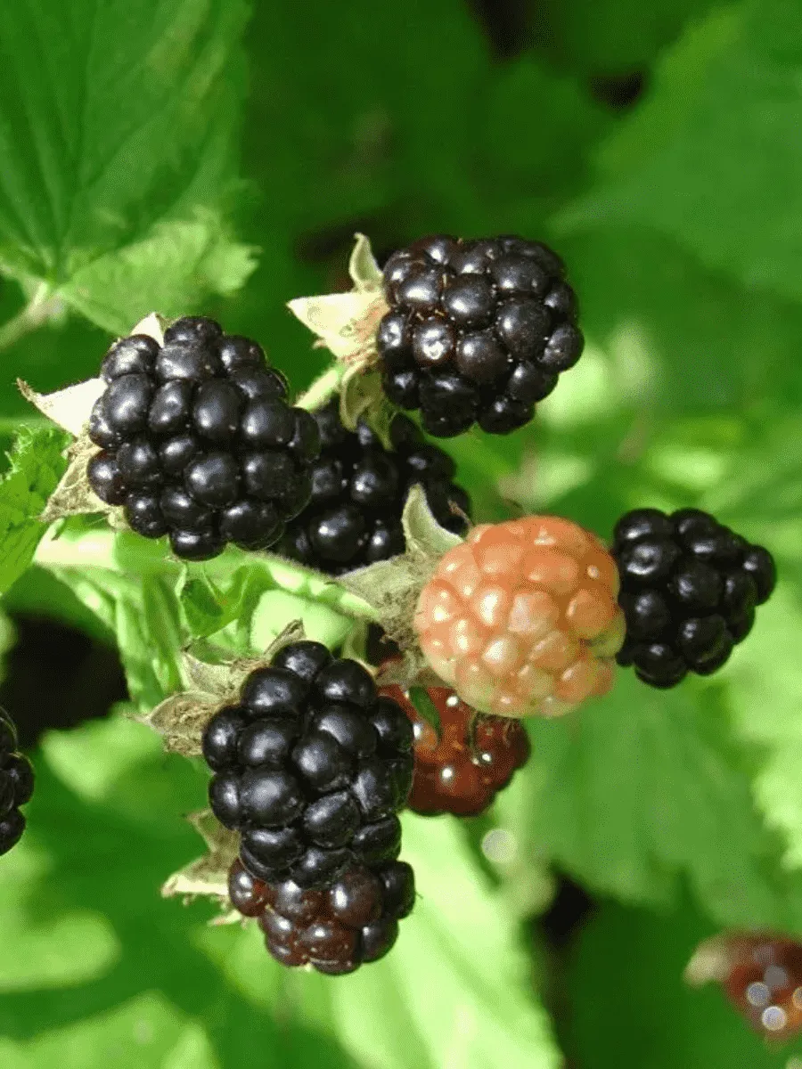 Ежевика садовая Gazda