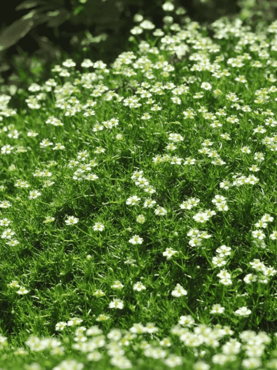 Мшанка шиловидная