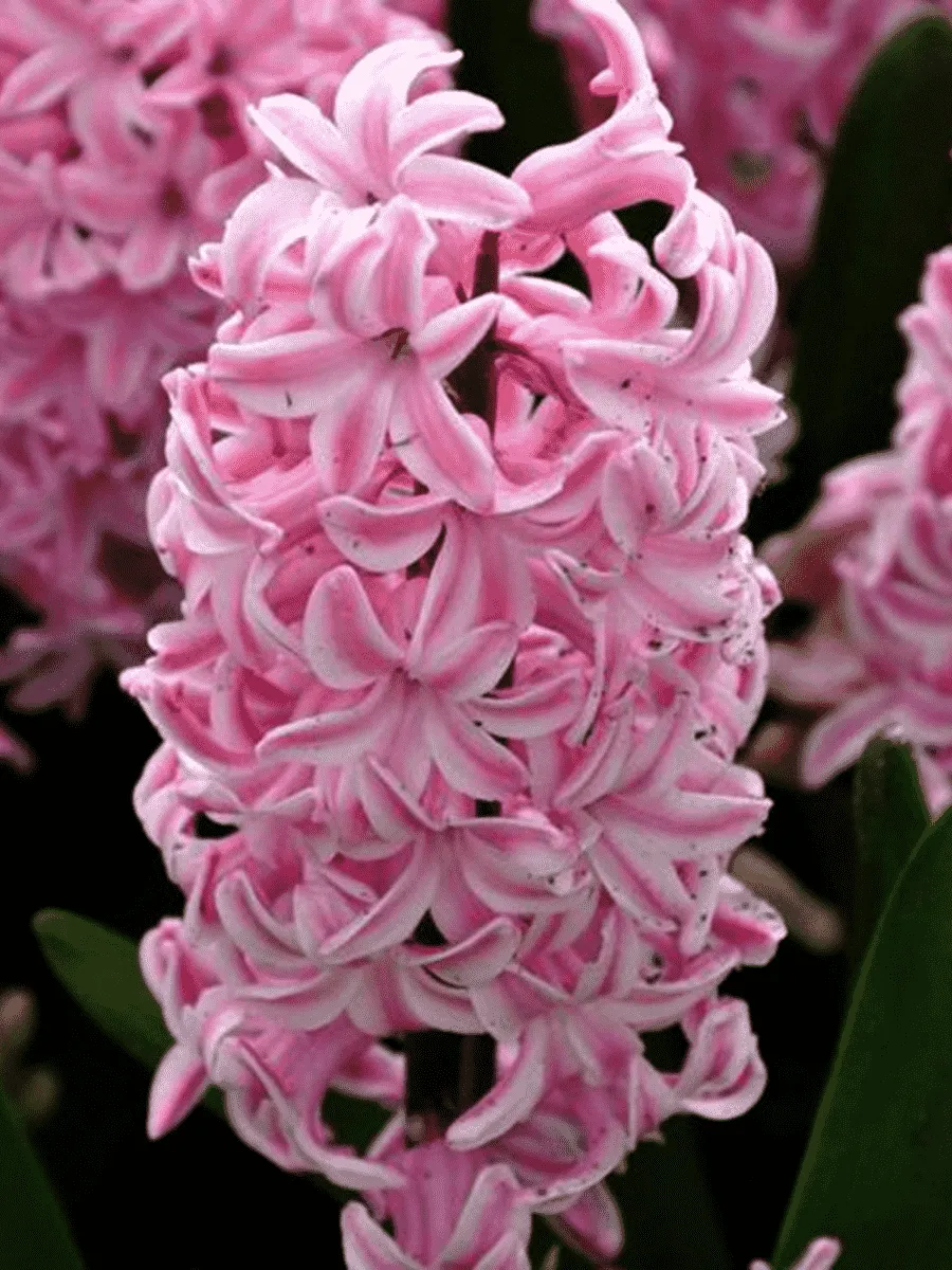 Гиацинт Fondant