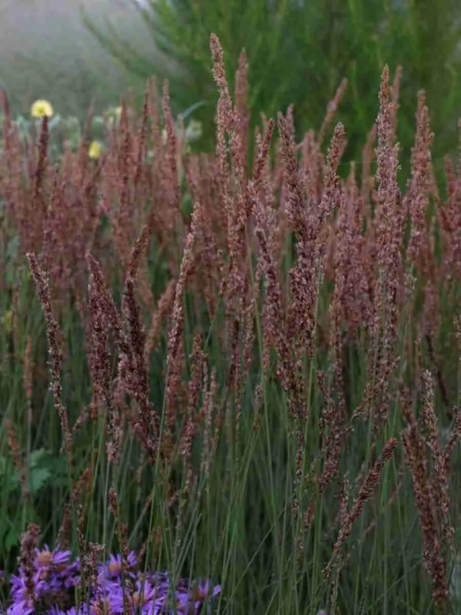 Молиния голубая Moorhexe