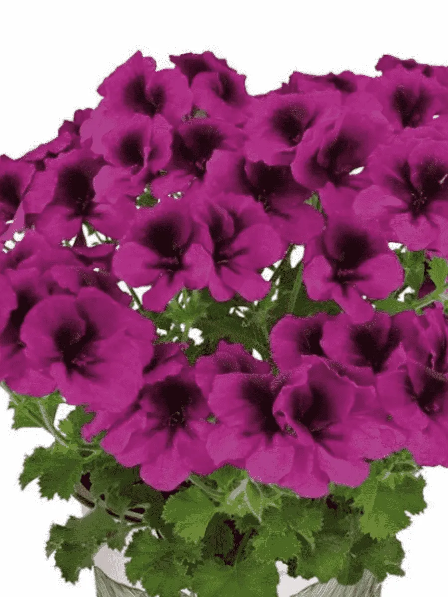 Пеларгония Toscana Florella Magenta