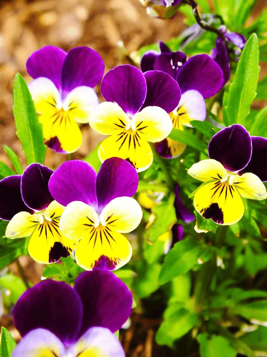 Виола рогатая HELEN MOUNT