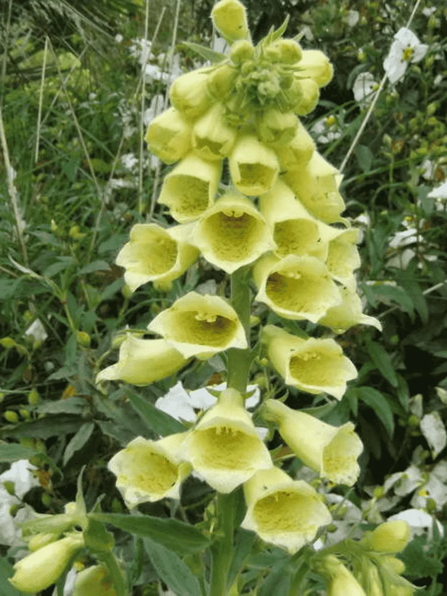 Наперстянка крупноцветковая Dwarf Carillon